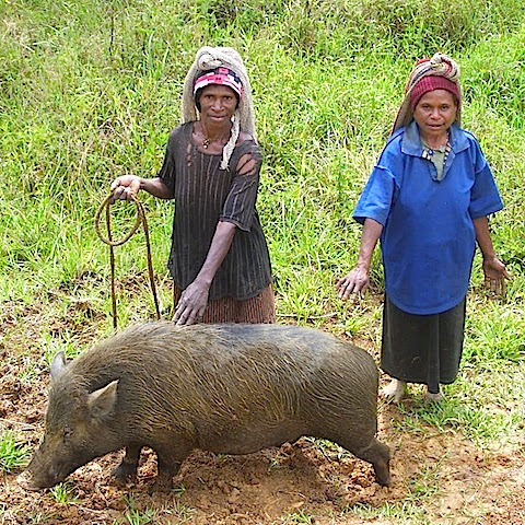 Women and Poverty in Rural Papua New Guinea